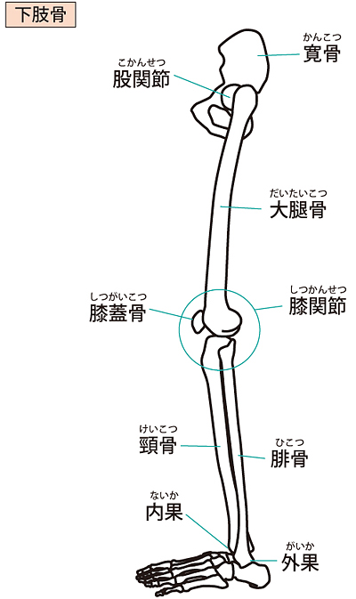 上脚から前脚の骨図